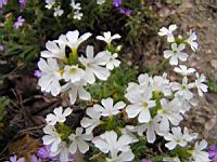 Erinus alpinus (fam Scrophulariacees) (S-O de l'Europe) (3) (Photo F. Mrugala)